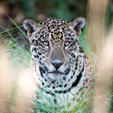 Jaguar tracking at Caiman