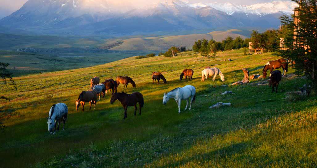Free roaming horses at the Awasi, Patagonia, Chile
